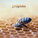 Wygodny Materac Materasso PROPOLIS VITAL z linii SWISS